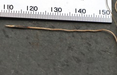 Austrostipa semibarbata