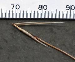 Austrostipa semibarbata