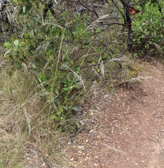 Austrostipa semibarbata