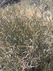 Stillingia linearifolia