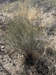 Stillingia linearifolia