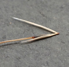 Austrostipa semibarbata