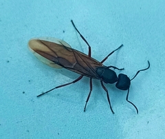 Camponotus chalceus
