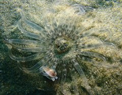Harenactis attenuata