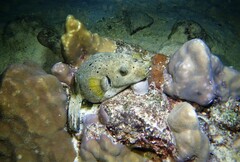 Arothron nigropunctatus