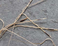 Austrostipa semibarbata