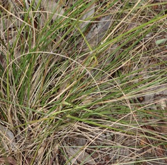 Austrostipa semibarbata