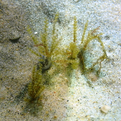 Eucheilota bakeri