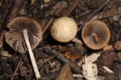 Psathyrella pseudogracilis