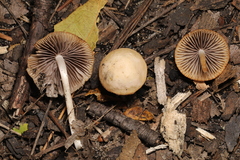 Psathyrella pseudogracilis
