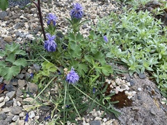 Carthamus mitissimus