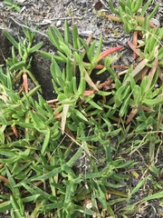 Carpobrotus