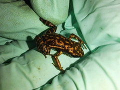 Epipedobates darwinwallacei