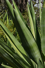 Agave vivipara