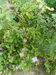 Asystasia gangetica image