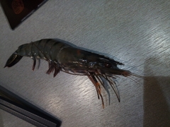 Decapoda