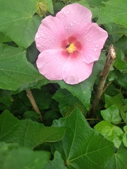 Hibiscus mutabilis