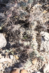Grusonia grahamii