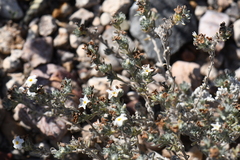 Euploca confertifolia