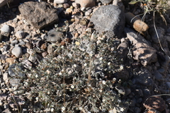 Euploca confertifolia