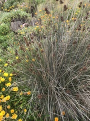 Juncus acutus