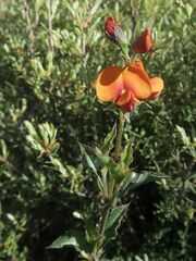 Podolobium procumbens