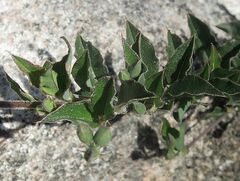 Podolobium procumbens