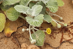 Arctotheca populifolia