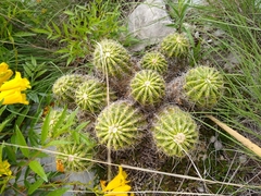 Echinocereus zapalinamensis