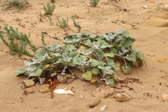 Arctotheca populifolia