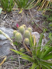 Echinocereus zapalinamensis