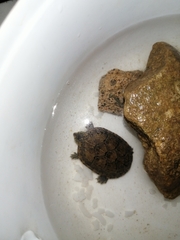 Kinosterninae