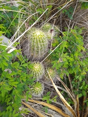 Echinocereus zapalinamensis