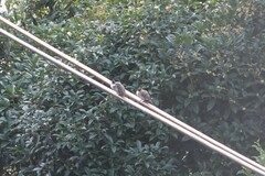 Pycnonotus xanthorrhous