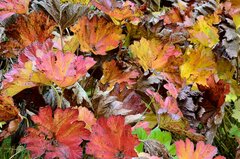 Darmera peltata
