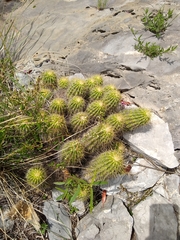 Echinocereus zapalinamensis