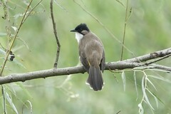 Pycnonotus xanthorrhous