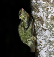 Galeopterus variegatus