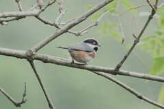 Aegithalos concinnus