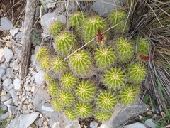 Echinocereus zapalinamensis