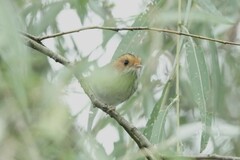 Abroscopus albogularis