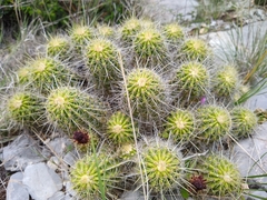 Echinocereus zapalinamensis