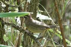 Pterorhinus sannio