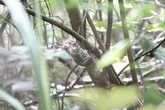 Picumnus innominatus