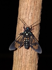 Cosmosoma xanthosticta