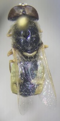 Stratiomyini