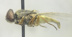 Stratiomyini