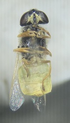 Stratiomyini