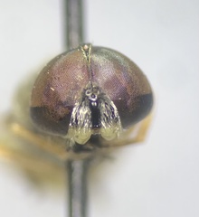 Stratiomyini