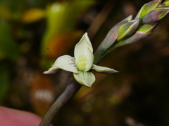 Thelymitra pulchella